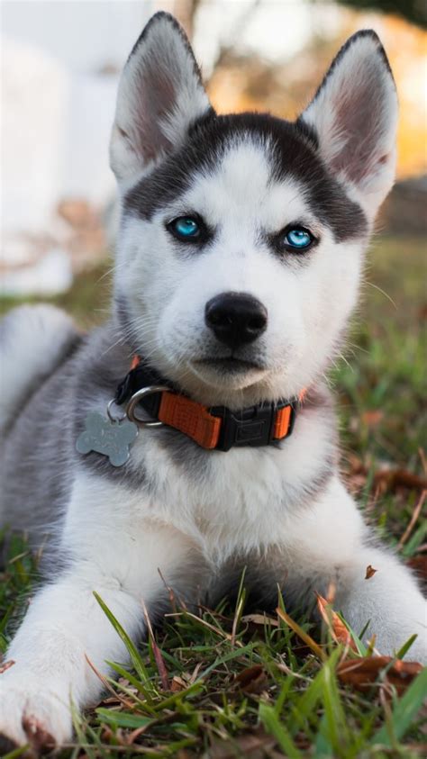 husky.